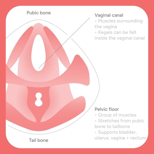 Смарт-тренажер для тазовых мышц Pelvic Partner